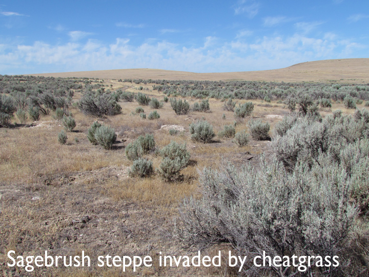 picture of sagebrush steppe invaded by cheatgrass