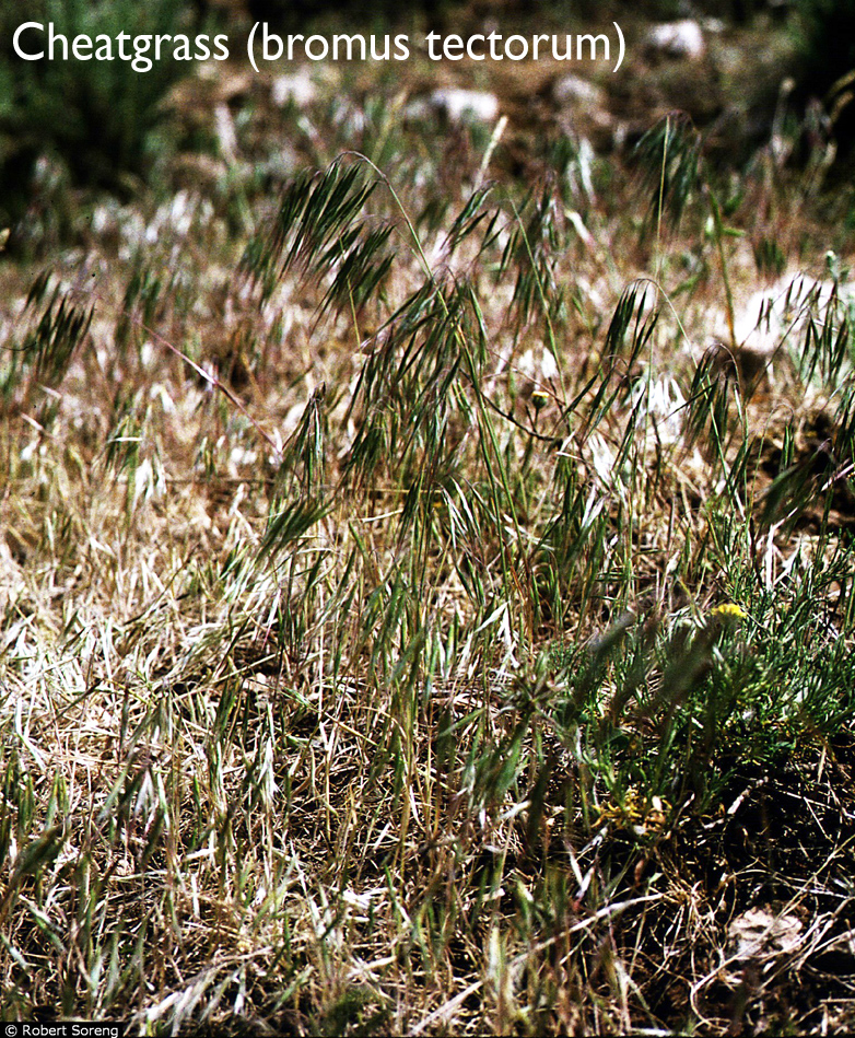 picture of cheatgrass